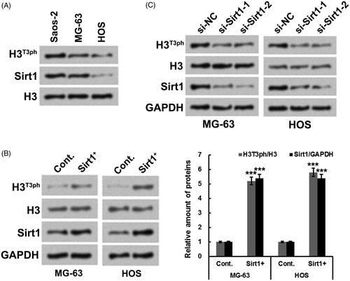 Figure 1. Sirt1 positively regulates H3T3ph in osteosarcoma cells. (A) Western blotting was utilized for testing the protein levels of H3T3ph and Sirt1 in Saos-2, MG-63 and HOS cells. (B) Hexa-histidine (His6)-tagged Sirt1 (Sirt1+) plasmid was transfected into MG-63 and HOS cells. Western blotting was utilized for testing the protein levels of H3T3ph, H3 and Sirt1. (C) Two siRNAs targeting Sirt1 (si-Sirt1-1 and si-Sirt1-2) were transfected into MG-63 and HOS cells, respectively. Western blotting was utilized for testing the protein levels of H3T3ph, H3 and Sirt1. N = 3. ***p˂.001.