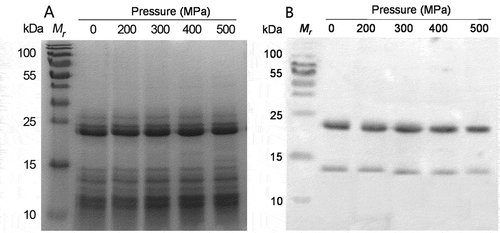 FIGURE 2 A: SDS-PAGE analysis of pineapple juice proteins after high-pressure treatment. Fraction F1 from the pineapple juice preparation (see Fig. 1) was treated with different pressures and then resolved in 15% gel; B: Western blots analysis of pineapple juice proteins after subjecting to high pressure treatment. Fraction F1 from the pineapple juice preparation (see Fig. 1) subjected to western blot analysis with allergic patients’ serum.