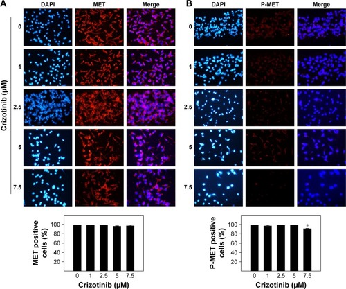 Figure 7 Effect of crizotinib treatment on total levels of MET and phospho-MET (P-MET) in breast cancer cells.