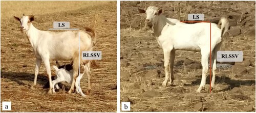 Figure 2. Structural qualitative conformation traits of a doe and a buck in the study area (Photo courtesy: Mezgebu Getaneh). A strong loin, straight rear legs as viewed from the side and rear, and normal rump angle doe (a); a buck with intermediate rump angle and loin strength, and strait rear legs as viewed from the side and rear (b); LS = Loin strength; RLSSV = Rear legs set side view.