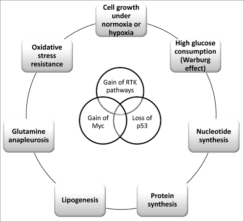 Figure 1. Multiple genetic lesions impact the metabolism in cancer cells. Sustained activation of RTK pathways, when occurring concurrently with gain of Myc and loss of p53 functions, is responsible of metabolic challenges that allow cancer cells to proliferate under normoxia or hypoxia via increased glucose consumption, nucleotide-protein-lipid synthesis and glutamine anapleurosis. In addition, these pathways may confer resistance to oxidative stress.