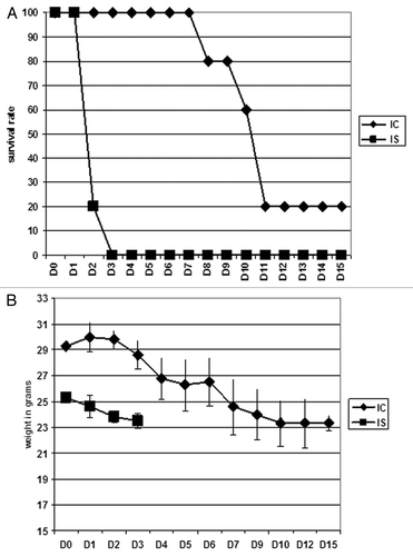 Figure 1. Mice survival following intravenous infection with 2 × 106 conidia of A. fumigatus. In each experiment, groups of 5 mice were immunosuppressed (IS) with cortisone acetate at day −3 and day 0 prior to intravenous infection with 2 × 106 conidia of the bioluminescent A. fumigatus strain C3. Untreated infected mice were designated as immunocompetent (IC). Weight loss and survival were monitored for 15 d (A) and (B). The experiment was repeated once and combined data are presented.