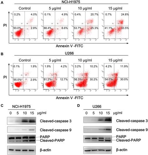 Figure 5 Physalis alkekengi var. franchetii extracts induced the poptosis of NCI-H1975 and U266 cells. (A) NCI-H1975 cells and (B) U266 cells were treated with different concentrations of physalins for 24 h, and then, the cells were collected and labeled with Annexin V-FITC/PI followed by flow cytometric analysis. (C) NCI-H1975 cells and (D) U266 cells were treated with physalins in a dose-dependent manner for 24 h. Western blotting was performed with anti-cleaved caspase-9, anti-cleaved caspase-3 and anti-PARP antibodies.