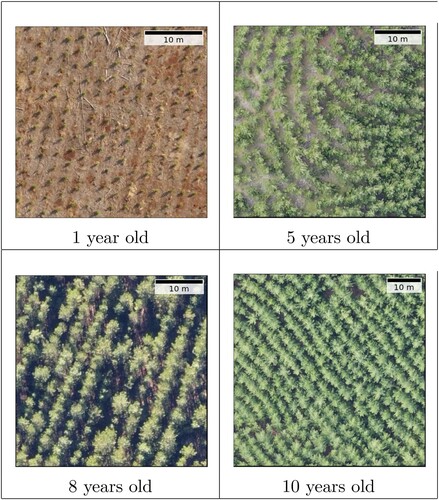 Figure 2. Images from the Pinus radiata's forest stands used in this work. Each stand has trees of the same age. It can be seen that the density of the plantation increases with the age of the trees. Therefore, some trees may overlap in older plantations.