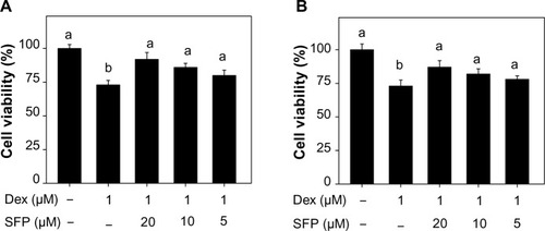 Figure 2 Sulforaphane (SFP) rescues MC3T3-E1 cells from dexamethasone (Dex)-induced cytotoxicity.