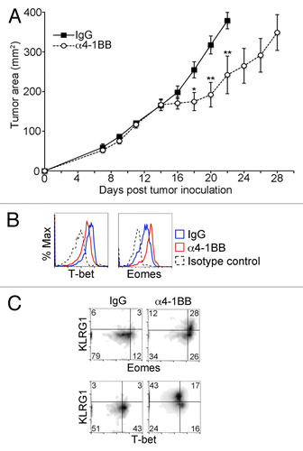 Figure 3. Enhanced Eomes expression and diminished T-bet expression in CD8+ CD44hi TILs after in vivo administration of α4-1BB. (A–C) C57BL/6 mice bearing EG7 tumors were administered 100 μg α4-1BB antibody or control rat IgG on day 7 and day 10 after tumor cell inoculation. (A) Tumor growth curves. Each data point represents the mean ± SEM of tumor measurements (n = 8 per group). Data are from one of four independent experiments). Statistical analyses were performed by Student t test; *P < 0.05 and **P < 0.01. (B–C) Cytofluorometric analysis of immunofluorescence stained, dissociated tumor cells 13 d after tumor cell inoculation and 3 d after the second dose of α4-1BB antibody or IgG control. Data are representative of three independent experiments. (B) Histograms of the expression level of T-bet (Tbx21, T-box 21) and Eomes (eomesodermin) in CD8+ CD44hi gated tumor-infiltrating lymphocytes (TILs) in EG7 tumors from α4-1BB (red line in B) or rat IgG (blue line in B) treated animals. Isotype control staining of CD8+ CD44hi gated TILs from IgG-treated animal is shown for comparison (black dashed line in B). (C) Dot plot showing change in distribution of Eomes, T-bet and KLRG1 expression in CD8+ CD44hi TILs in response to the indicated treatment.