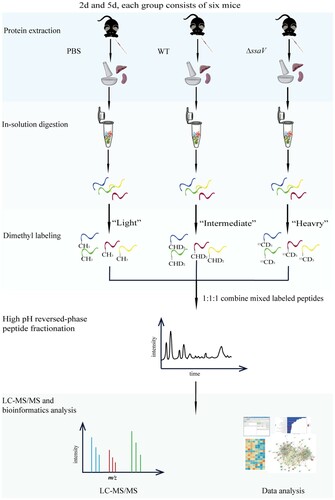 Figure 1. Workflow for comparative proteomics analysis based on stable isotope dimethyl-labelling. Streptomycin-pretreated mice were infected with WT S. Typhimurium SL1344 or ΔssaV MT at 2 and 5 dpi. PBS-treated mice under the same conditions were used as controls. Protein samples from mouse liver and spleen in PBS, WT and ΔssaV-infected groups were extracted, digested, labelled, and mixed in a 1:1:1 ratio for LC-MS/MS analysis and subsequent data analysis.