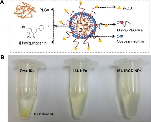 Figure 1 Image and structure of ISL-iRGD NPs and ISL.Notes: Schematic representation of ISL-iRGD NPs (A); photographic image of different drugs (free ISL, ISL NPs and ISL-iRGD NPs) in aqueous solution (B).Abbreviations: ISL, isoliquiritigenin; NPs, nanoparticles; PLGA, poly(lactic-co-glycolic acid); DSPE, 1,2-distearoyl-sn-glycero-3-phosphoethanolamine; PEG, polyethylene glycol; Mal, maleimide.