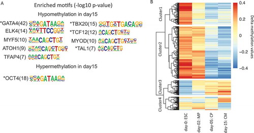 Figure 5. RRBS-based DNA methylation changes during cardiogenesis. (a). Enriched transcription factors and their motif sequences found in DMSs’ neighboring 200 bp regions. The number in the bracket shows the – log10 P value of the statistical significance for motif discovery. (b). Hierarchical clustering of RRBS fragments that show at least 0.2 delta methylation changes compared to average methylation levels across samples. The color in the heatmap represents the delta methylation value. The red color represents hyper methylation while blue color represents hypo methylation.