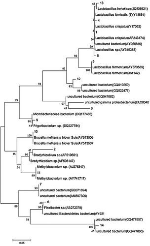 Figure 8. DGGE 16S rDNA phylogenetic tree