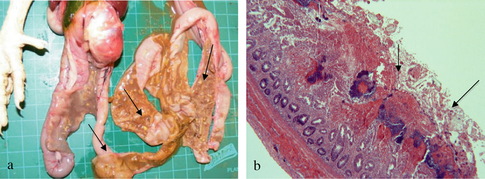 Figure 1.  Macroscopic and microscopic lesions of natural cases of NE. 1a: Small intestine thickened and ballooned with gas, intestinal mucosa with diphtheritic membrane, and necrotic areas in the distal Intestine with thickened intestinal walls associated with the “Turkish towel” effect typical of NE. 1b: Intestinal section showing villi necrosis, with many large bacilli lining the necrotic area and cellular debris.