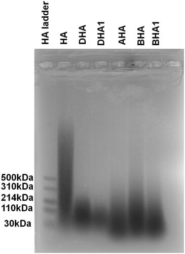 Figure 2. Electrophoretic separation of HA and its derivatives. The HA ladder (standard) has a range of molecular weight of HA from 500 to 30 kDa. The amounts of analytes that were loaded on the gel are as follows: 7.5 μg of native HA; 7.5 μg of DHA; 5 μg of DHA1, prepared via the same method as to prepare DHA but from a different batch; 7.5 μg of AHA, partially deacetylated HA and then reacylated with acetic anhydride; 7.5 µg of BHA; 7.5 μg of BHA1, prepared via the same method as to prepare BHA, but from a different batch.