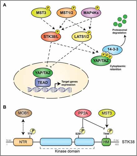 Figure 4. The Hippo pathway and STK38