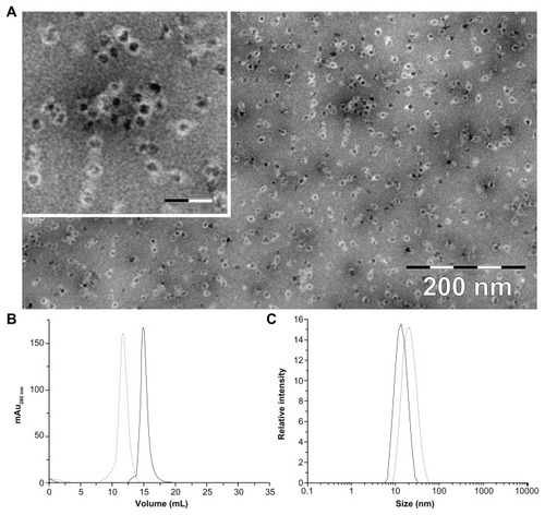 Figure 1 (A) Transmission electron microscopic image of magnetite/maghemite-containing HFt-MSH-PEG showing the metallic core (black) surrounded by the HFt shell (white). Inset: 2.5× magnified image, the scale bar represents 32 nm. (B) Size-exclusion chromatography and (C) dynamic light scattering profiles of HFt-MSH before (solid line) and after (dotted lines) the PEGylation reaction.Abbreviations: HFt, human protein ferritin; PEG, polyethylene glycol; MSH, melanocyte-stimulating hormone peptide.