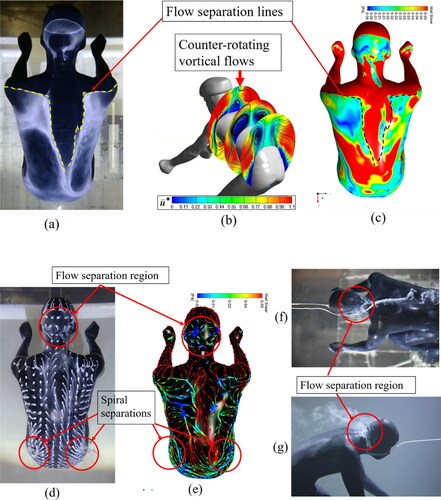 Figure 10. (a) Oil-film visualization on the back surface of the model; (b) an illustration of the counter-rotating vertical flows over the back of the model (Miau et al., Citation2020); (c) the wall shear-stress distribution on the back surface obtained by the present numerical simulation; (d) the ink-dot flow visualization on the back surface; (e) the skin friction distribution on the back surface; (f) and (g) the dye visualization of flow around the head of the model, respectively.