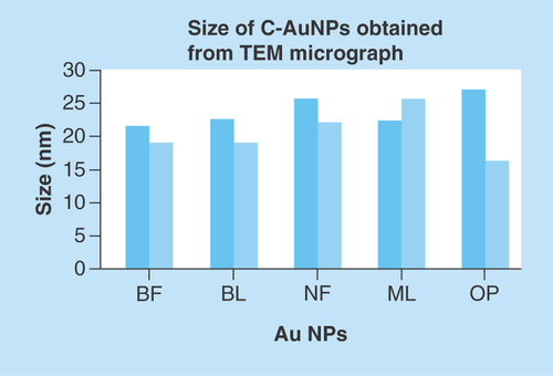 Figure 6.  Nanoparticle size analyzed by TEM.NP: Nanoparticle; TEM: Transmission electron microscopy.