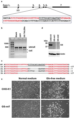 Figure 1. Generation of CHO-GS−/- cells using TALENs DNA-editing technology. (a) Generation and characterization of TALENs targeting CHO GS. A suitable TALEN target site was found in exon 6 of the GS gene with the TALEN binding sites separated by a spacer of 15-bp. Graphic was generated with the aid of CRISPy software.Citation28 TALENs each with 18.5 RVDs and 20-bp specificity were assembled by Golden Gate Cloning. The first 5ʹ T of each binding site is recognized by the N-terminus of TALEN protein. The NH monomer was used to recognize G for increased specificity. (b) T7E1 mismatch assay indicates that the designed GS TALENs has gene modification activity of 25.8%. (c) DNA sequence analysis of the GS gene from CHO WT cells and CHO-GS−/- cells for clones 1, 2 and 3. The TALEN binding sites are in red, the 15-bp spacer is in black and underlined. The resulting deletions identified in different CHO mutants are shown on the right. Clone 3 showed two different deletions in the two alleles. (d) Western blot analysis confirms the successful knockout of GS in the CHO cells. Endogenous GS was detected in cell lysates. Whole cell proteins were resolved through SDS-PAGE under reducing conditions, and, after transfer onto PVDF membrane, detected with mouse monoclonal anti-GS antibody and probed with secondary HRP-conjugated goat anti-mouse IgG + IgM (H + L) antibody. Actin was used as a loading control. (e) TALENs-inactivated GS mutants show dependency for glutamine. Cells were seeded overnight in six-well plates at 200 000 cells per well in normal media and replaced with the respective media as indicated. Five days later, cell growth and morphology were observed. Both parental CHO-K1 and GS knockout cells showed normal growth and morphology in normal media. However, in glutamine-deprived media, GS-mutant demonstrated growth-arrest characteristics with rounded and shrunk morphology. On the other hand, CHO-K1 WT cells showed slower growth in glutamine-deprived media, but maintained its characteristic fibroblastic morphology.