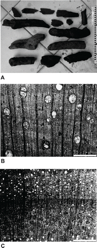 FIGURE 8. A, well-preserved subfossil wood remains from sub-basin I; B, transverse section of Ficus; C, growth ring border in Cassine orientale. Photographs by T.J.J.V. Scale bars in cm (A) and equal 500 μm (B, C).