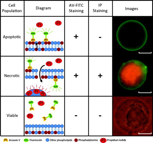 Figure 1.  Types of annexin V-FITC and propidium iodide staining. Annexin V-FITC and propidium iodide staining enables the identification of apoptotic, necrotic, and viable populations. Their mechanism of action is highlighted. Scale bar represents 10 µm.