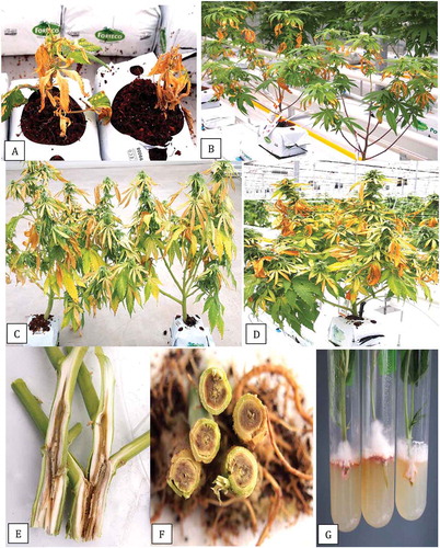 Fig. 3 Development of symptoms caused by Fusarium proliferatum on cannabis plants in the vegetative and flowering stages. (a) Foliar necrosis and collapse of rooted cuttings. (b) Marginal necrosis of leaves. (c, d) Extensive yellowing and necrosis of foliage of flowering plants of strains ‘Hash Plant’ and ‘White Rhino’. (e, f) Internal stem necrosis of the pith and xylem tissues of flowering plants shown in (c) and (d). (g) Recovery of F. proliferatum from cuttings taken 100 cm from the crown of diseased plants and inserted into PDA slants. Mycelial growth was visible after 5 days