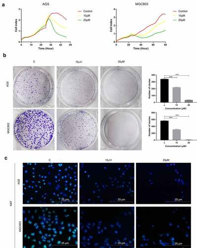 Figure 9. (e)-SIS3 inhibits proliferation of gastric cancer cells