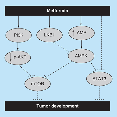 Figure 2. Potential antiproliferative mechanisms of metformin.Metformin’s potential activation of the apoptotic pathway. It is thought that metformin inhibits tumor growth and progression via activation of apoptosis. For instance, it was claimed that metformin enhances apoptosis by targeting AMPK and AKT/mTOR pathways. It was also reported that metformin activates Stat3 through an mTOR independent manner as well as via an AMPK/mTOR dependent way.