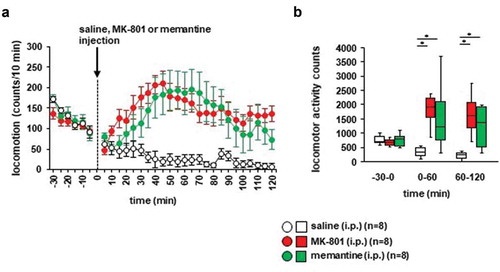 Figure 2. The effect of MK-801 and memantine on mouse locomotion (a) Spontaneous locomotor activity for each 10-minute period. After 30 minutes, the mice were injected with MK-801, memantine, or saline. Locomotor activity was then assessed for 120 minutes. (b) Total beam breaks for 30 minutes before the administration of MK-801, memantine, or saline, and for each 60-minute period after administration. Data are presented as A the mean ± SEM or B box plots.