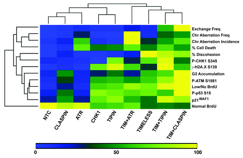 Figure 8. Unsupervised, hierarchical cluster heat map comparison of various experimental outcomes after checkpoint protein depletion from NHF1-hTERT. In order to make relative comparisons between siRNAs and phenotypic outcomes, the siRNA that produced the highest effect for each independent experiment was set to 100% and all the other values were expressed relative to the highest value for that experiment. Once converted to a scale of 1–100, the converted values were averaged. Determinations are from data obtained at 48 h post-electroporation except for clonogenic expansion data and for western blot data. Western blot data from 24 and 48 h data were combined as the patterns of activation were similar. Scaling of sister chromatid discohesion was generated from Smith-Roe et al. (2011).Citation14 The effect of co-targeting TIMELESS and ATR on SCC was not reported in Smith-Roe et al. (2011), but is reported here as 4.7 ± 2.5% for NHF1-hTERT (scaled into Fig. 8) and 30.5 ± 12.6% for NHF10-hTERT.