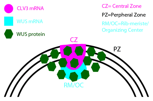 Figure 1. A schematic of shoot apical meristem (SAM) showing distinct functional domains; The CZ/stem cell domain, the PZ/differentiation zone, the RM/OC/cells of the niche. mRNA expression patterns of CLAVATA3 and WUSCHEL indicated along with the spatial pattern of WUSCHEL protein localization.