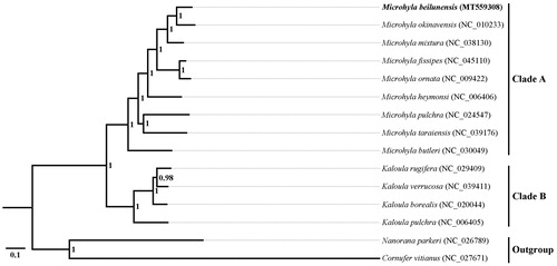 Figure 1. Phylogenetic relationships of Microhyla beilunensis and other 12 Microhylid species based on 13 concatenated mitochondrial PCGs were analyzed with Bayesian inference (BI) method. Numbers on node are posterior probability.