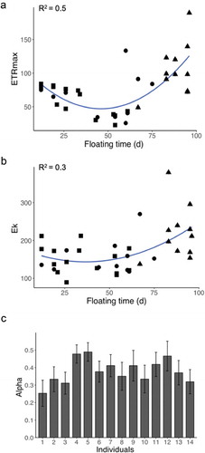 Fig. 2. Scatter plots showing the relationship between floating time and final ETRmax (a) as well as floating time and final Ek (b) of all tethered thalli recovered at the end of experimentation (n = 38, four were lost). Different symbols show the n = 38 thalli with different morphologies. Dots = receptacle and vesicle carriers; triangles = only vesicle carriers; and squares = only receptacle carriers. R2 values for the fit of the polynomial regressions are displayed. Bar plot (c) shows the genetic individual estimates (mean of the n = 3 thalli ± SE, n = 14) for the final αETR.