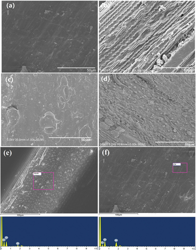 Figure 3. Surface morphologies of the straw fiber before and after modification and energy dispersive spectroscopy.