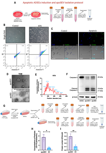 Figure 1 Apoptotic ADCSs induction and apoSEV isolation and characterization. (A) Schematic illustration of apoptotic ADSCs induction and apoSEV isolation. (B and C) The cellular morphology and flow cytometry analysis (B), and TUNEL immunofluorescent staining (C) of normal ADSCs and STS induced apoptosis ADSCs. Scale bar = 50 μm. (D) Representative image showing the morphology of apoSEV and apoBD by TEM. Scale bar = 500 nm. (E) The size distribution of apoSEV analyzed by NTA. (F) The presence of Caspase-3/Cleaved Caspase-3 in ADSC, apoSEV, and ApoBD analyzed by Western Blot. (G)Schematic illustration of the procedure for obtaining apoSEV and EV with the same number of ADSCs. (H and I) Quantification of the particle concentration (H) and the protein ratio of EV to cell (I). The data in the figures represent the mean ±SD. Significant differences between groups are indicated as * P< 0.05; ** P < 0.01.