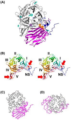 Figure 2. Overall structure of AkFFase.