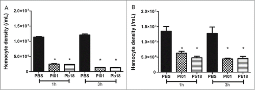 Figure 4. Hemocyte density, as obtained by microscopy (A) and flow cytometry (B), in G. mellonella larvae infected with P. brasiliensis (Pb18) and P. lutzii (Pl01) when assessed after 1 and 3 h. The asterisks indicate statistical significance (p < 0.05) relative to the PBS control.