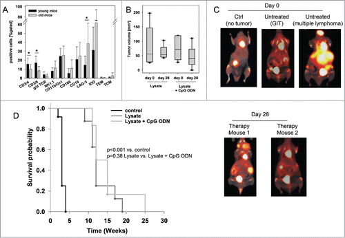 Figure 4. Therapeutic vaccination of MLH1−/− mice with a cellular lysate. (A) Comparative flow cytometric analyses from young and old mice for determining immune status prior to vaccination. * p<0.05 vs. young mice; t-test. (B) Tumor volume as determined by PET/CT in vivo imaging using radiopharmacon 18F-FDG. Values are given as mean ± SD. Whiskers (error bars) above and below the box indicate the 90th and 10th percentiles. (C) and (D) PET/CT in vivo imaging. Tumor nodules were visualized using radiopharmacom 18F-FDG. Given are representative summed images in axial (left) and coronal view (right) (C) For comparison, exemplary images of a tumor-free mouse as well as mice with a GIT and lymphoma are shown. Arrows indicate detected tumors. The color scale indicates SUV. (D) Repeated imaging at day 28 after vaccine revealed disappearance of single tumor nodules. Images at day 28 were taken from the same mouse as on day 0. (E) Kaplan Meier survival curve of vaccinated and control MLH1−/− mice. Log rank survival analysis. p<0.001 vs. control. p = 0.38 lysate vs. lysate + CpG ODN.