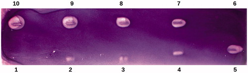Figure 2. Bioautographic thin layer chromatogram showing the inhibition of Mycobacterium tuberculosis H37Ra phosphoglucose isomerase (Myc. tbc H37Ra PGI) activity by phosphoenolpyruvate using NADP+/NBT/PMS staining. Lanes 2, 3, 4, 5, 7, 8, 9 and 10 were spotted with 113, 170, 226, 339, 452, 565, 678 and 904 μg of phosphoenolpyruvate, respectively. Lanes 1 and 6 were spotted with the solvent of phosphoenolpyruvate. The experiment was performed with 15 U of Myc. tbc H37Ra PGI activity.