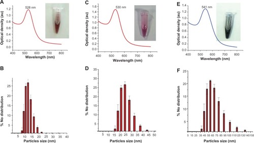 Figure 2 UV-vis spectra of the different sizes of GNPs: (A) 14 nm; (C) 28 nm; (E) 61 nm. Dynamic light-scattering histograms showing particle distribution of GNPs: (B) 14 ± 1 nm; (D) 28 ± 2 nm; (F) 61 ± 2 nm.Abbreviation: GNPs, gold nanoparticles; UV-vis, ultraviolet-visible; au, arbitrary unit.