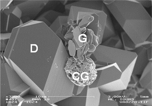 Figure 3. SEM micrographs of the sample obtained through naphthalene treatment at 8 GPa and 1300°C: D—diamond, G—graphite, CG—carbon globule. Reproduced with permission from ref [Citation46], Copyright (2006) Elsevier.