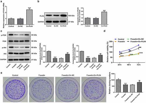 Figure 4. PLK4 overexpression reverses the effect of Fraxetin on PI3K/Akt expression and cell proliferation in DU145 prostate cancer cells. (a-b) DU145 cell was overexpressed with PLK4 via transfection of Ov-PLK4, the transfection efficiency was validated by RT-qPCR and western blotting. ***P < 0.001 vs Ov-NC. C-E, control DU145 cells or cells that transfected with indicated vectors were exposed to 40 μM Fraxetin or not, then (c) the expression of phosphorylated PI3K and Akt was detected by western blotting; (d) cell viability at 24, 48 and 72 h post-treatment was measured by CCK-8 assay; (e) cell proliferation was observed by colony formation assay. ***P < 0.001 vs Control; ##P < 0.01, ###P < 0.001 vs Fraxetin+Ov-NC.