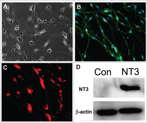 Figure 2. Characterization and transduction of OECs. (A) Phase-contrast microscopic images of OECs. (B) Immunostaing of OECs with p75 antibody. (C) Transduction of OECs with lentiviral particles expressing NT3-RFP. (D) Westernblot analysis of NT3-OECs. scale bar, 50 μm.