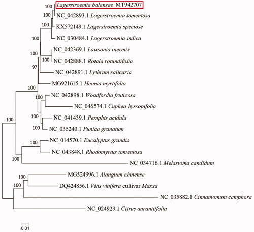 Figure 1. The ML phylogeny result from eighteen complete plastome sequences by IQ-TREE. Accession numbers: Lagerstroemia tomentosa: NC_042893.1; L. speciose: KX572149.1; L. indica: NC_030484.1; Lawsonia inermis: NC_042369.1; Rotala rotundifolia: NC_042888.1; Lythrum salicaria: NC_042891.1; Heimia myrtifolia: MG921615.1; Woodfordia fruticose: NC_042898.1; Cuphea hyssopifolia: NC_046574.1; Pemphis acidula: NC_041439.1; Punica granatum: NC_035240.1; Eucalyptus grandis: NC_014570.1; Rhodomyrtus tomentosa: NC_043848.1; Melastoma candidum: NC_034716.1; Alangium chinense: MG524996.1; Vitis vinifera cultivar Maxxa: DQ424856.1; Cinnamomum camphora: NC_035882.1; Citrus aurantiifolia: NC_024929.1.