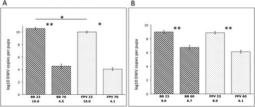 Figure 2. Infectivity of DWV recovered from thermally treated and untreated pollen 48 h post-infection. Reduction in viable DWV following thermal treatment of stored pollen (BB, striped bars) and in vitro fermented pollen (FPV, dotted bars). Reduction of DWV copies at 70 °C was 6 logs (A), whereas DWV copies were reduced 2.5 logs after the treatment at 60 °C (B). Error bars represent SE. Non-parametric data were analyzed with the Mann-Whitney U test. *p < 0.05; **p < 0.01.