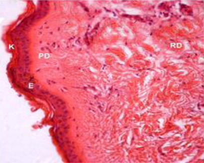 Figure 8. Keratin (K), Epidermis (E), papillary dermis (PD) and Reticular dermis (RD) layers in loin dorsal region in H&E X 100.