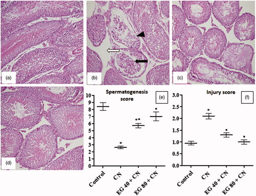 Figure 3. H&E (200×) photomicrographs of rat testes from: (a) control group showing normal testicular structure; (b) cisplatin (CN) group showing necrosis of seminiferous tubular cells, desquamation of tubular epithelium (black arrow), vacuolization (black head), absence of spermatogenesis, oedema of interstitium (white arrow); (c and d) Epigallocatechin-3-gallate 40 mg/kg (EG 40) + CN, and EG 80 mg/kg (EG 80) + CN, respectively, showing marked improvement with minimal damage; (e) spermatogenesis score; (f) testicular injury score. Results are mean ± S.E.M., *p < 0.05 vs. control group, ▪p < 0.05 vs. CN group.