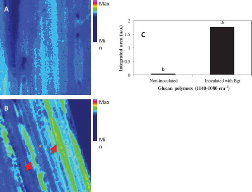 Fig. 4 (Colour online) Increases in the content of glucan polymers (1140–1080 cm−1) in barley leaves inoculated with B. graminis f. sp. tritici (Bgt) compared to non-inoculated leaf samples. The content of epidermal layer was shown for non-inoculated (A) and inoculated (B) barley leaves, and the band for integrated area of b-1,3-glucan polymers is shown in C where different letters indicate significant changes (LSD, P ≤ 0.05). The arrows in B highlight a moderate degree of changes in composition (green color) from control (non-sprayed), whereas minimum change (blue) was shown for non-inoculated samples. The scale bar = 50 µM.