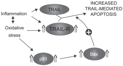 Figure 5 Sensitization to TRAIL-mediated apoptosis.