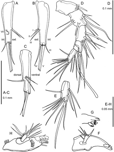 Figure 3. Quinquelaophonte aurantius sp. nov. female: A–C, right caudal ramus dorsal, ventral and outer lateral; D, antennule; E, antennule segment 6 in posterior view; F, mandible; G, mandible gnathobase in another orientation; H, maxillule. [int = internal; ext = external].