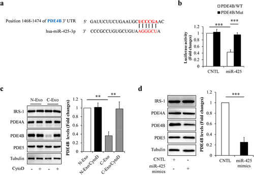 Figure 6. MiR-425-3p targeted phosphodiesterase 4B (PDE4B). (a) The predicted miR-425-3p binding site in the 3ʹUTR of the PDE4B gene. (b) Luciferase reporter test of miR-425-3p and PDE4B. To observe the potential effect of exosomal miR-425-3p on PDE4B protein levels, mature adipocytes were incubated with 50 μg/L of exosomes or 50 nM of miR-425-3p mimics for 24 h. CytoD (2 μg/mL) was administrated to inhibit endocytosis. (c) Effect of exosomes on the PDE4B protein levels. (d) Effect of miR-425-3p mimics on PDE4B protein levels. Data are presented as mean ± SD, n = 3; **p < 0.01, ***p < 0.001 vs indicated group. N-Exo: normal (NL20) cell-derived exosomes; C-Exo: cancer (A549) cell-derived exosomes; CytoD: cytochalasin D; CNTL: control; WT: wild type; Mut: mutant.