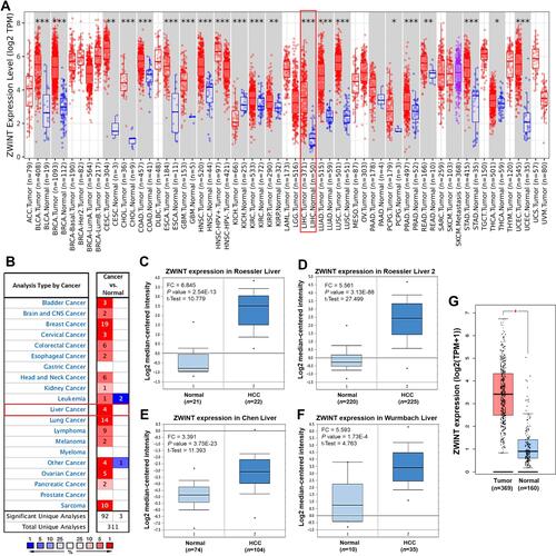 Figure 1 The differential expression of ZWINT between cancer and normal tissues. (A) Expression of ZWINT in tumors of diverse cancer types, compared with the corresponding normal tissues (TIMER2.0). Columns are in grey when normal data are available. *P < 0.05, **P < 0.01, ***P <0.001. (B) A summary of the datasets in which ZWINT were significantly up- (red) or down- (blue) expressed in various cancers, compared with the corresponding normal tissues (Oncomine). The cell color is paralleled with the best gene rank percentile for the analyses within the cell. Numbers in cells represent the counts of datasets. (C–F) Four datasets in which ZWINT was significantly upregulated in HCC, compared with normal liver samples (Oncomine). (G) ZWINT was markedly higher expressed in HCC than normal liver tissues in GEPIA2. *|FC| > 2 and P < 0.001.